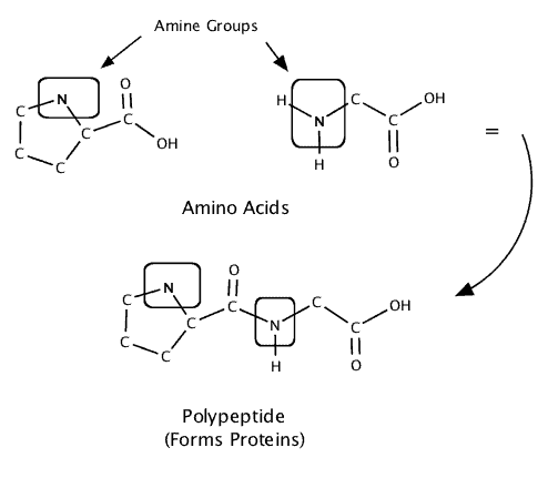 Amino-acids-and-polypeptide-example