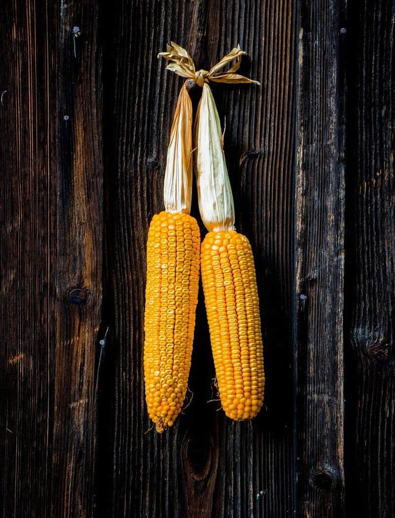 two-hanging-corn-cobs