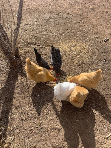 chickens-eating