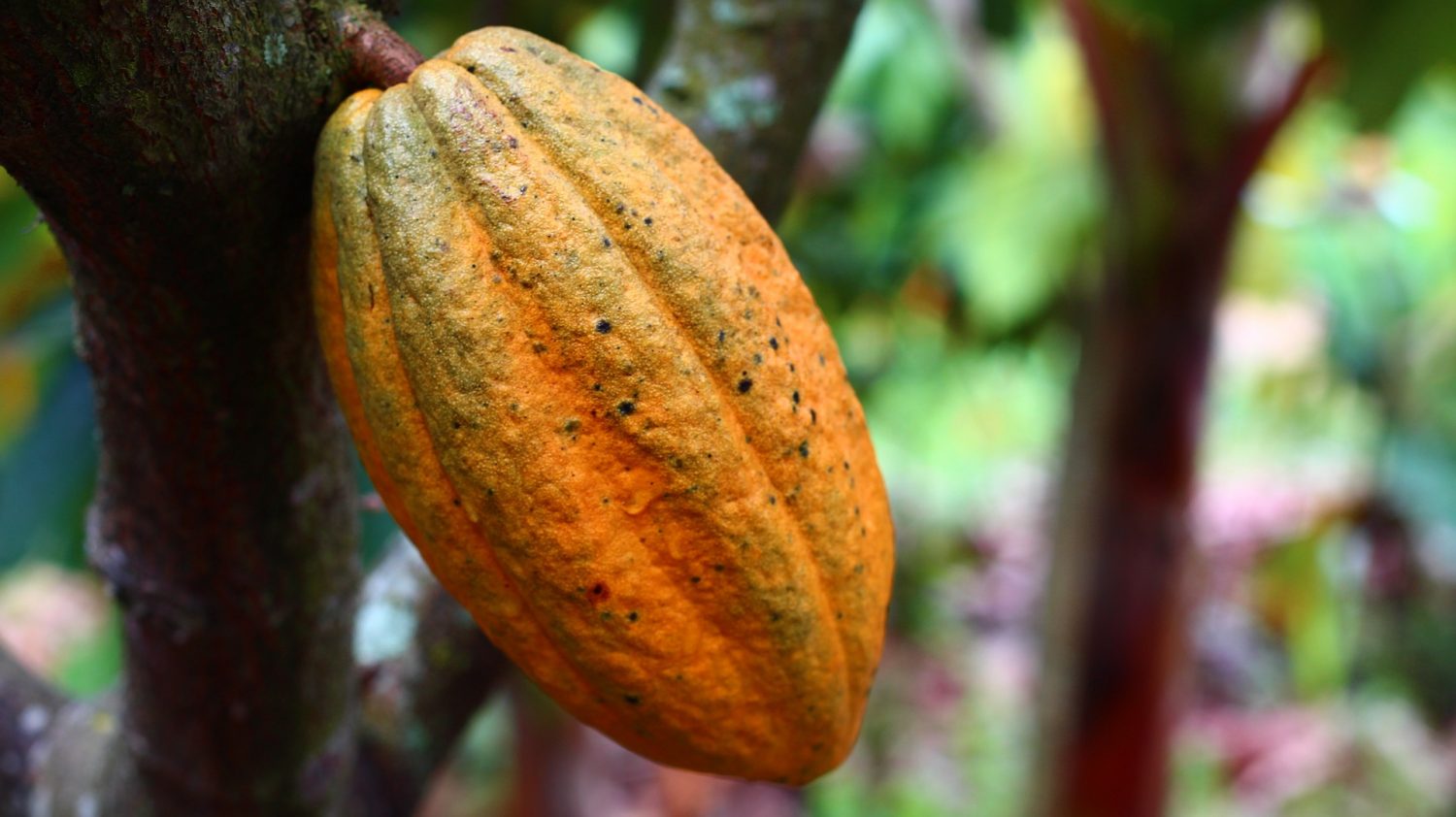 cocoa-plant