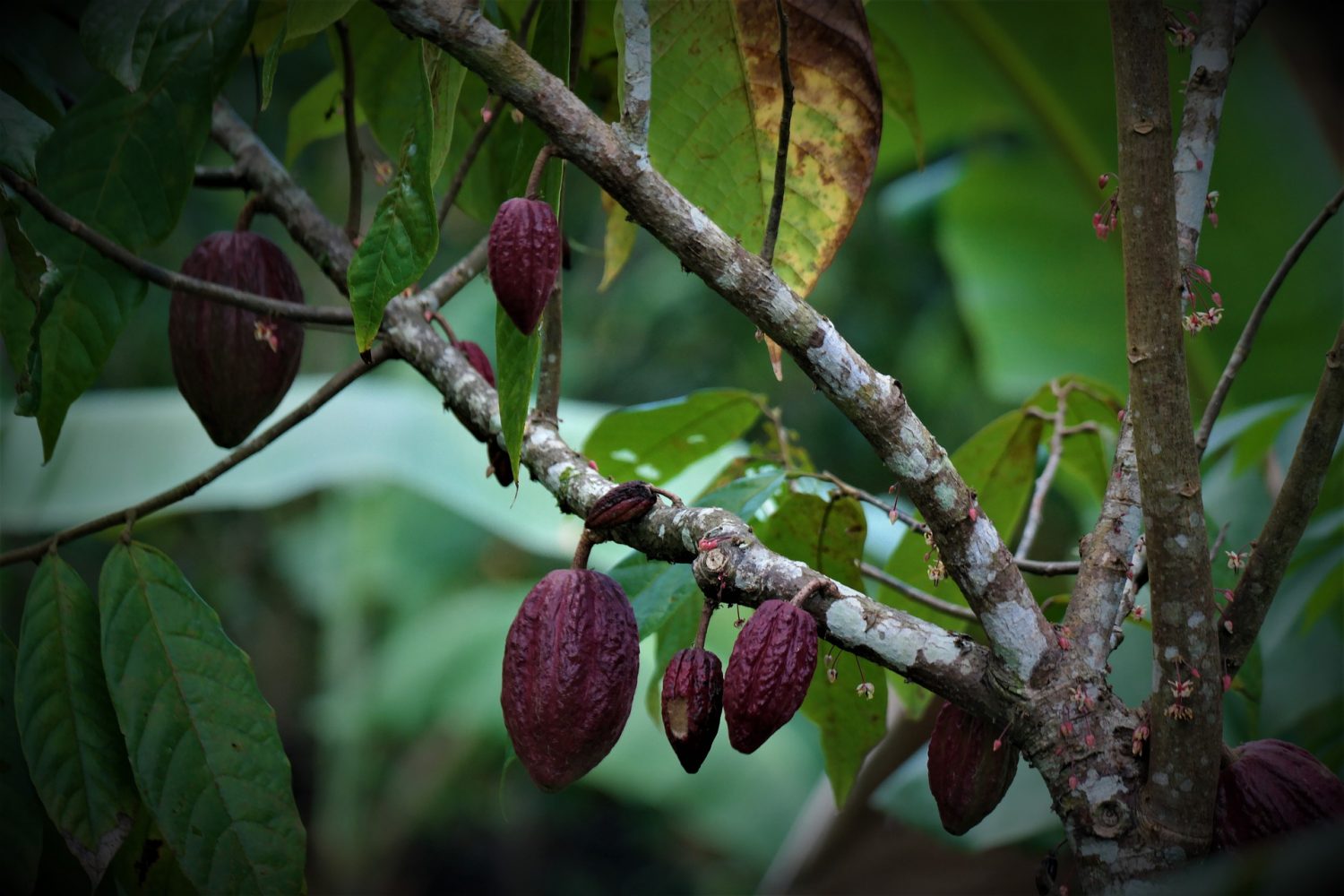 cocoa-plant