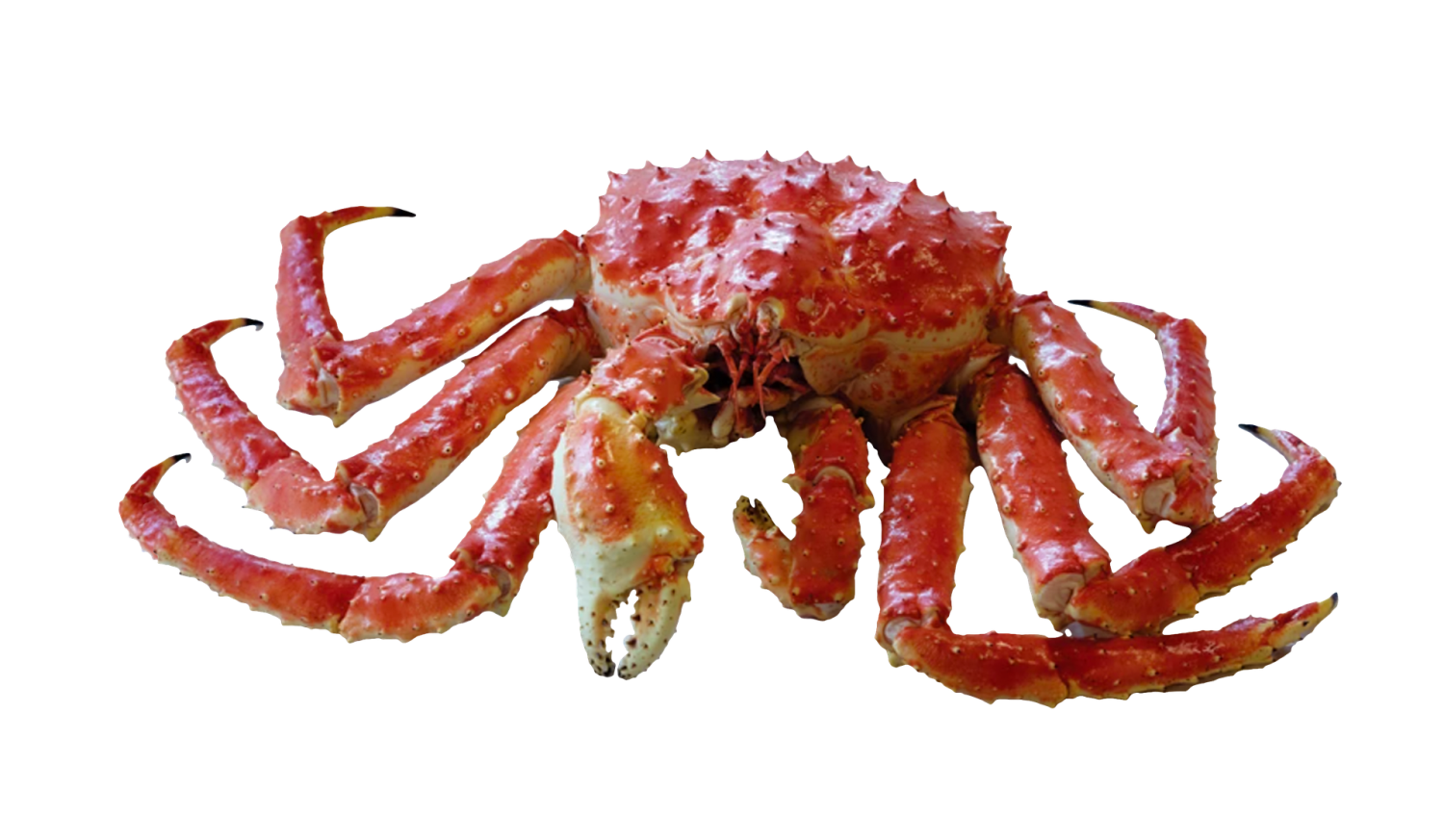 king-crab