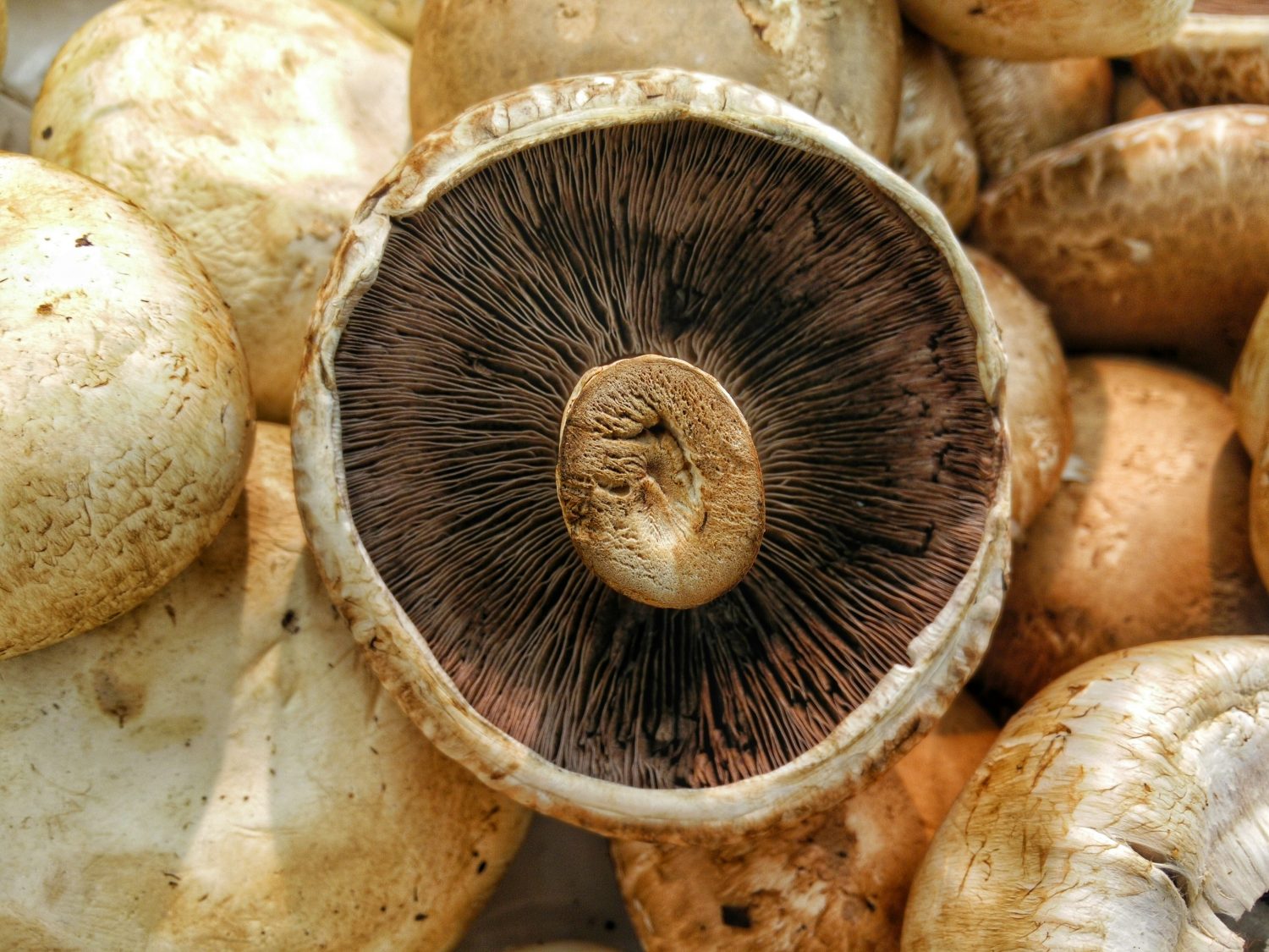 portobello-mushroom