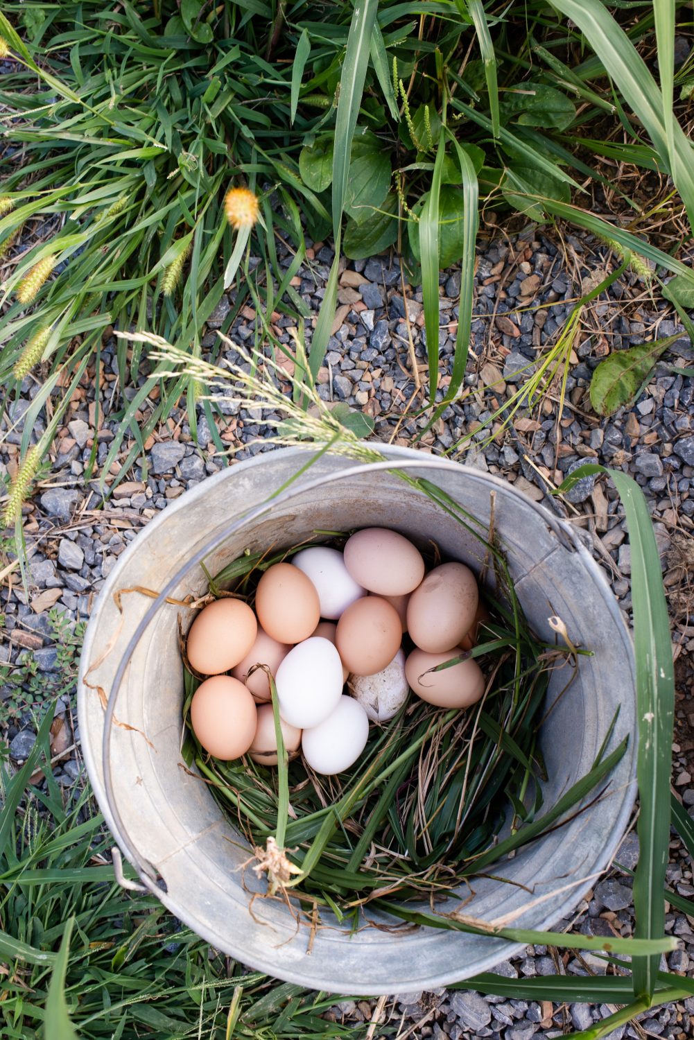 eggs-in-a-bucket