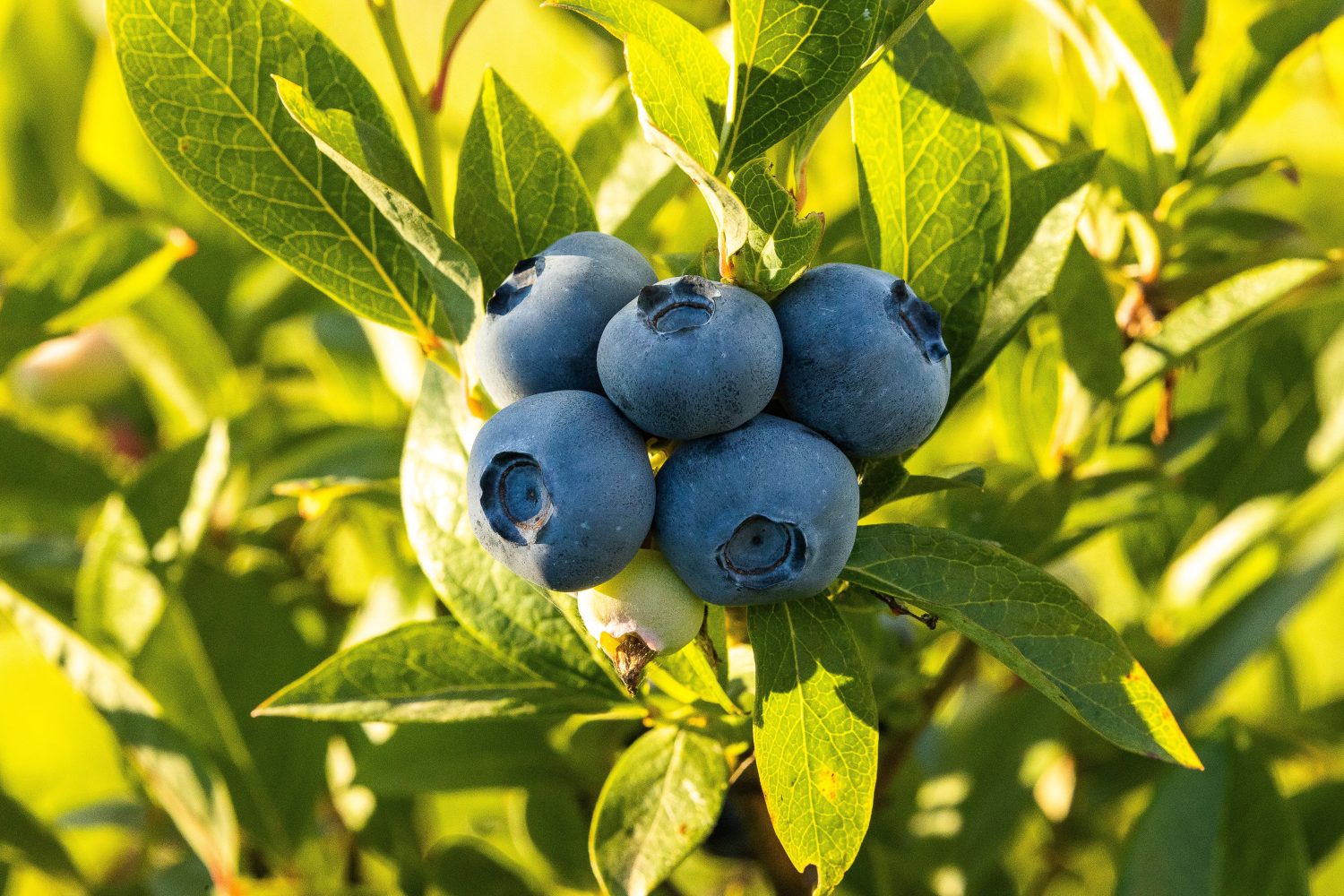 blueberry-bush