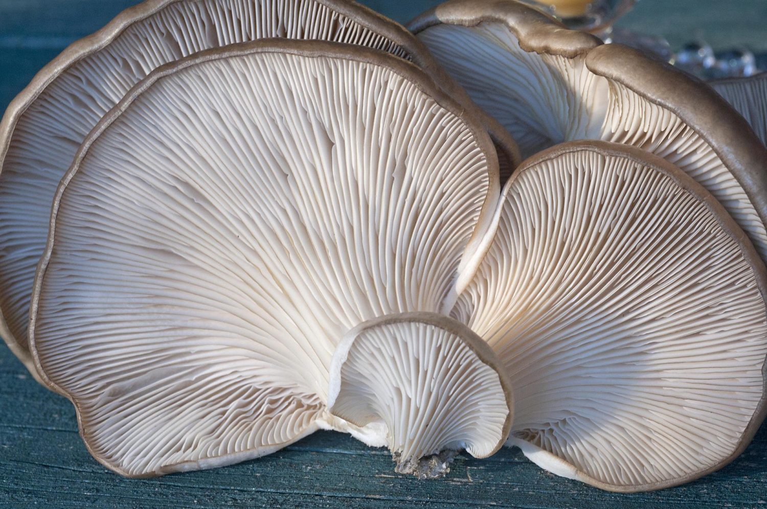 king-blue-oyster-mushroom