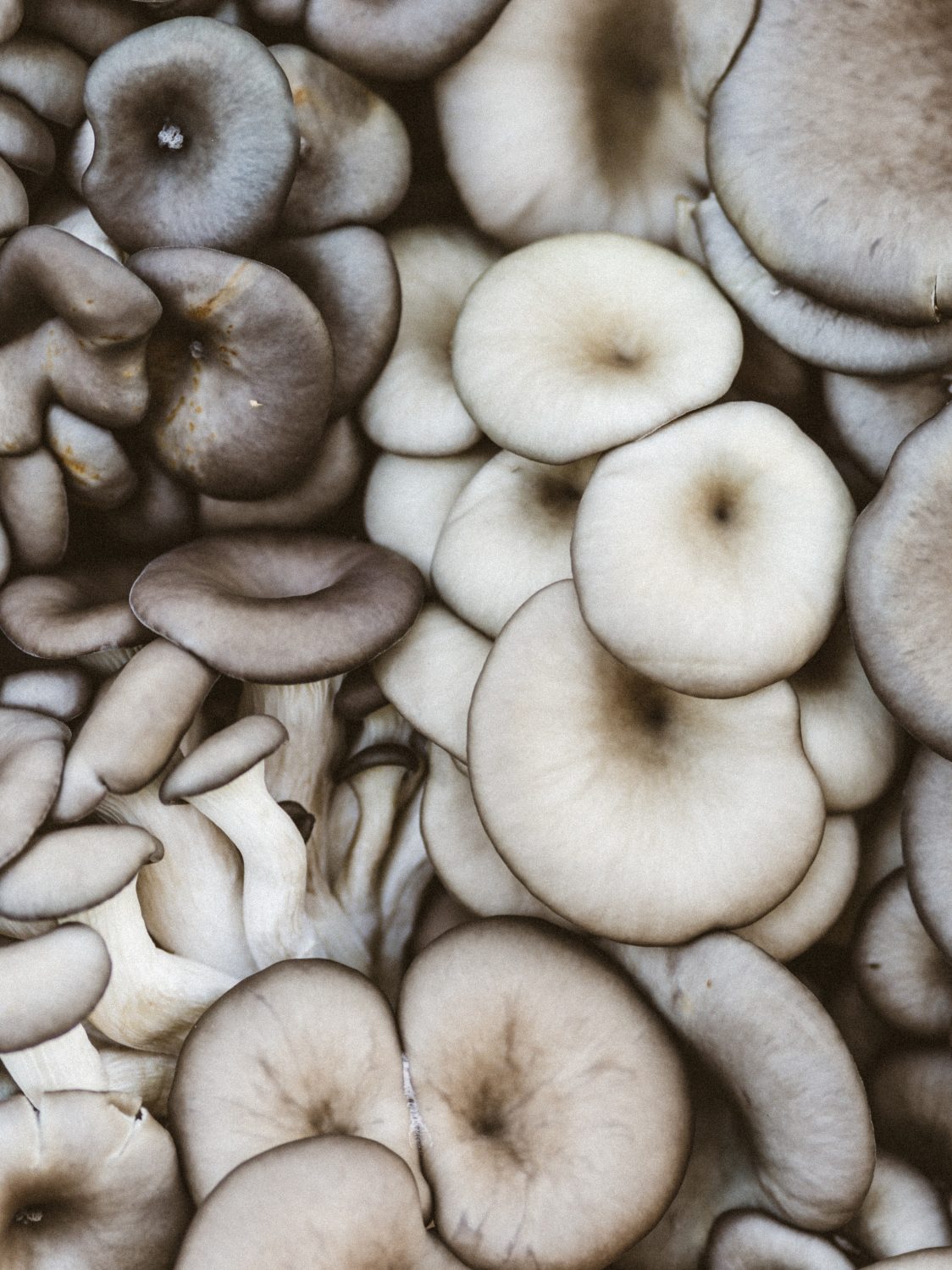 blue-oyster-mushrooms