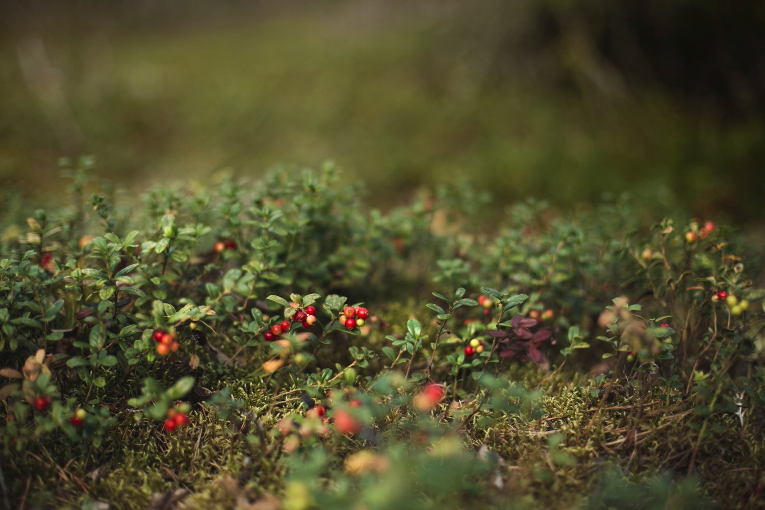 cranberry-bush