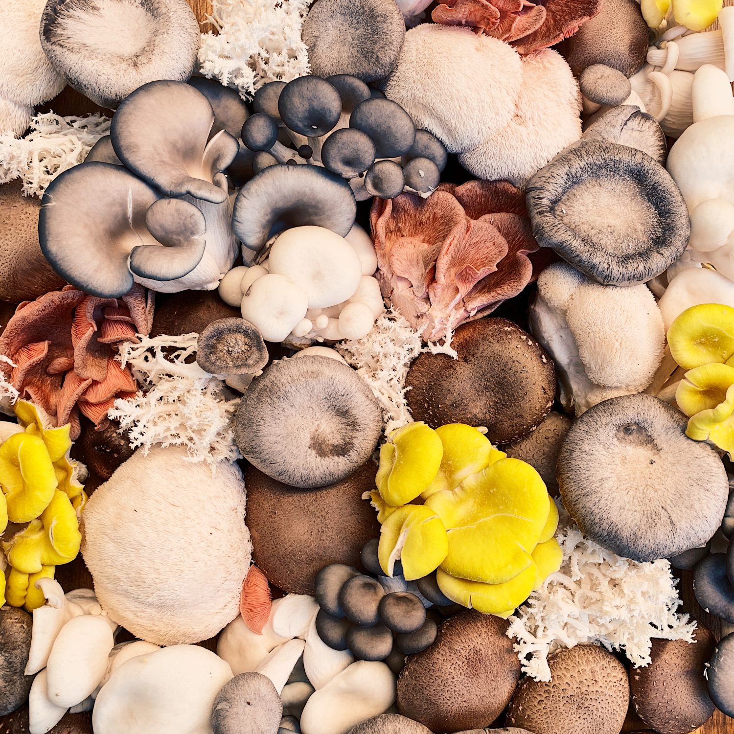 lots-of-different-mushrooms