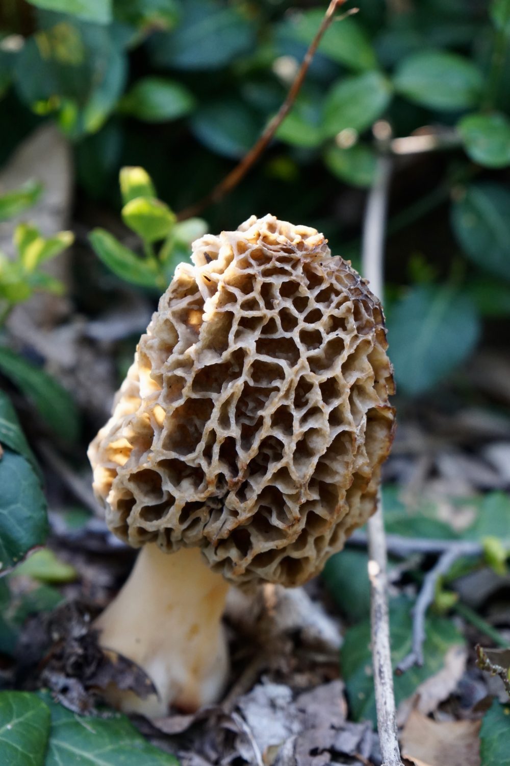 morchella-mushroom