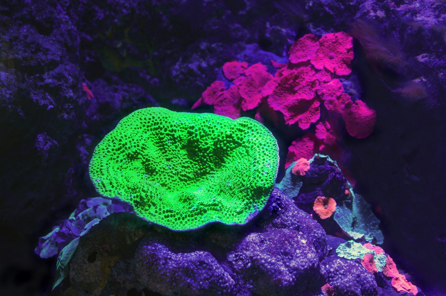 neon-green-coral