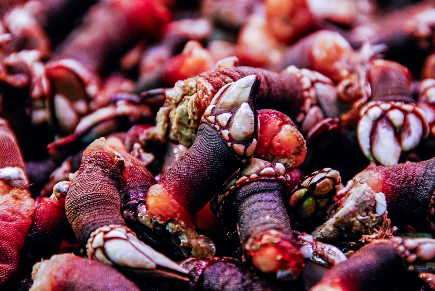 red-gooseneck-barnacles