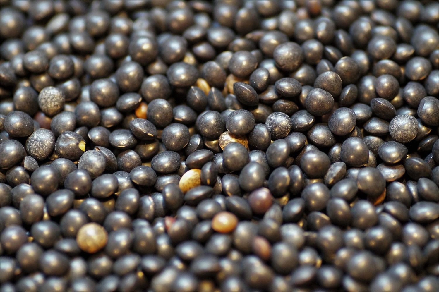 black-lentils