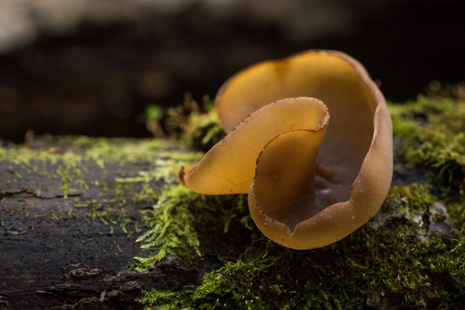 woodear-mushroom