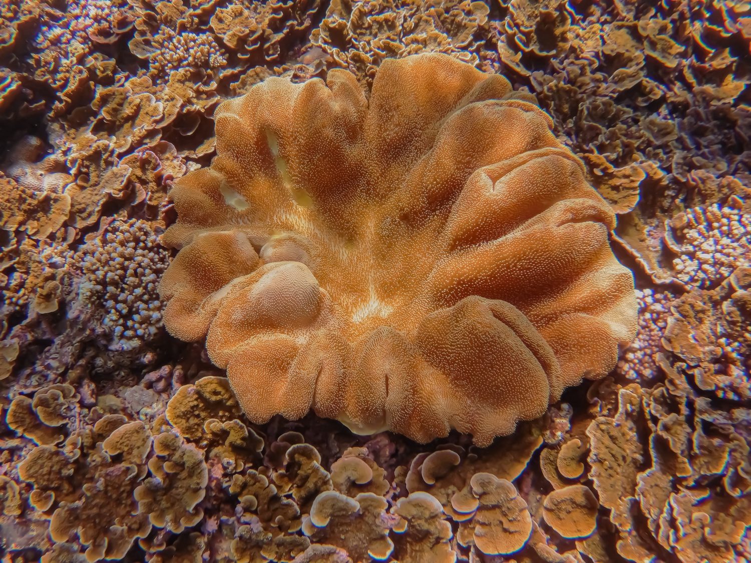 underwater-orange-coral