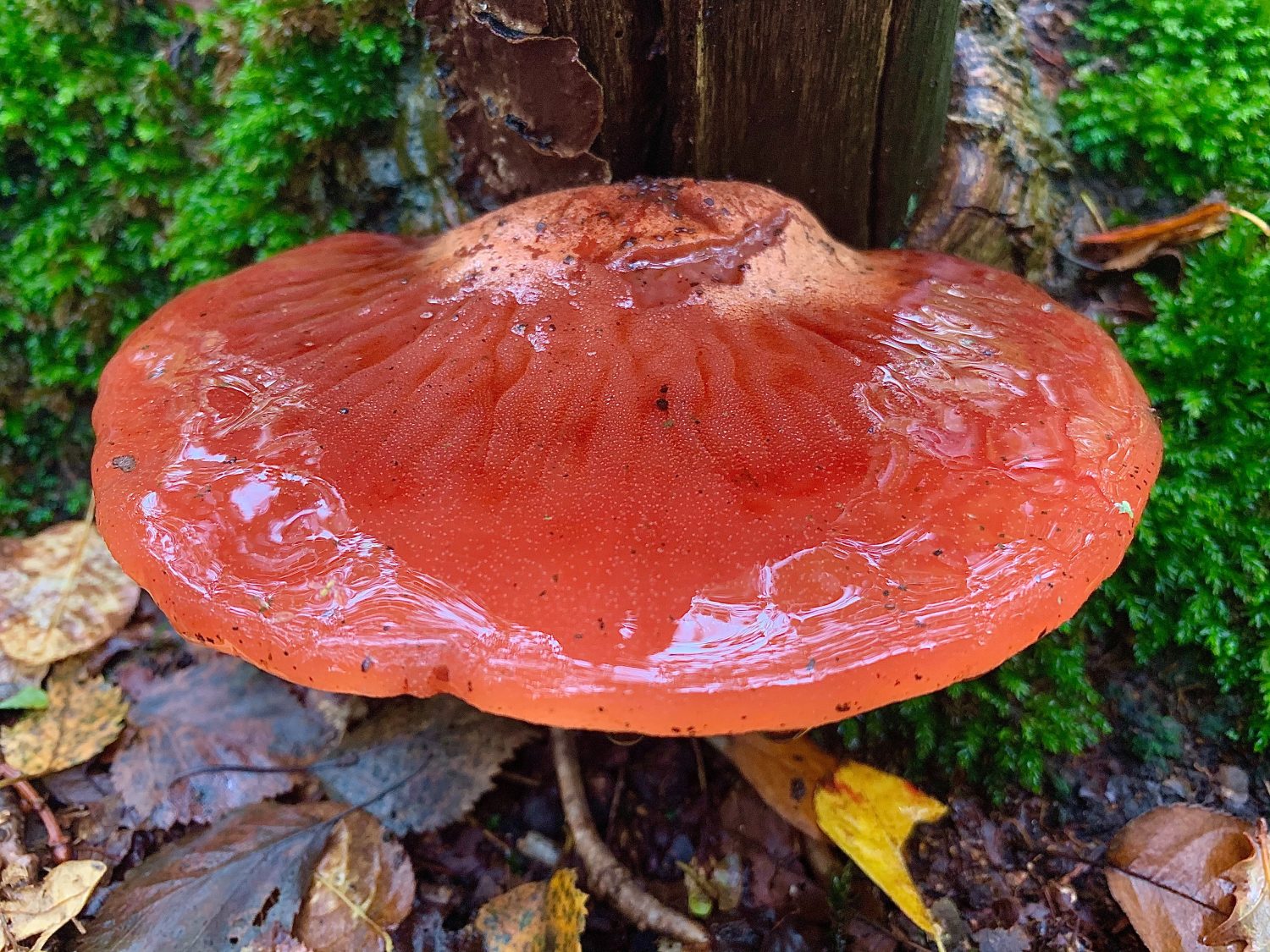 beefsteak-mushroom