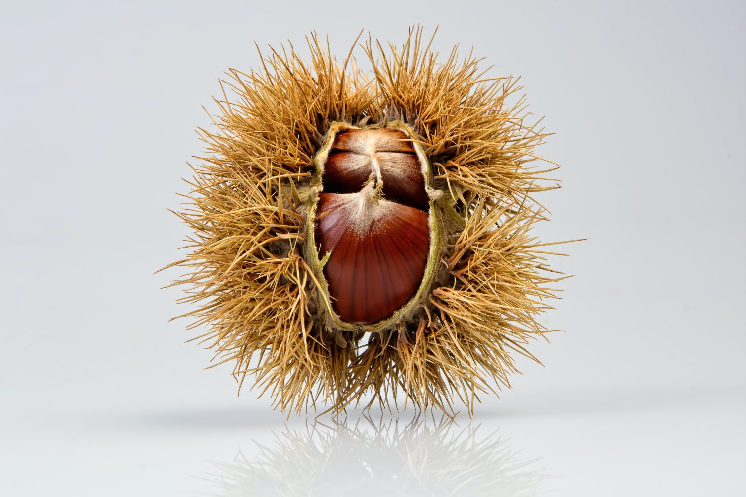 chestnut-in-outer-casing