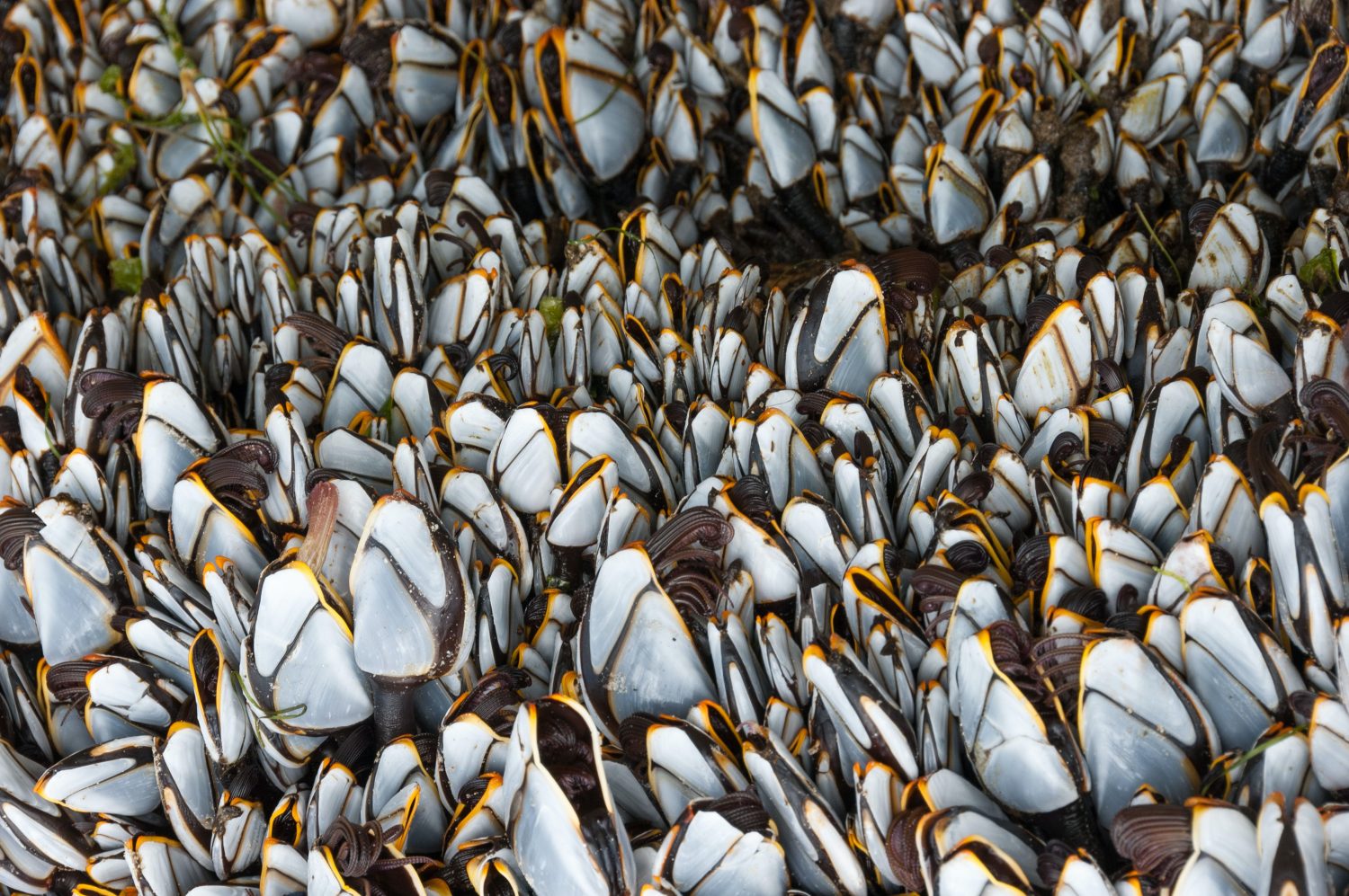 lots-of-barnacles