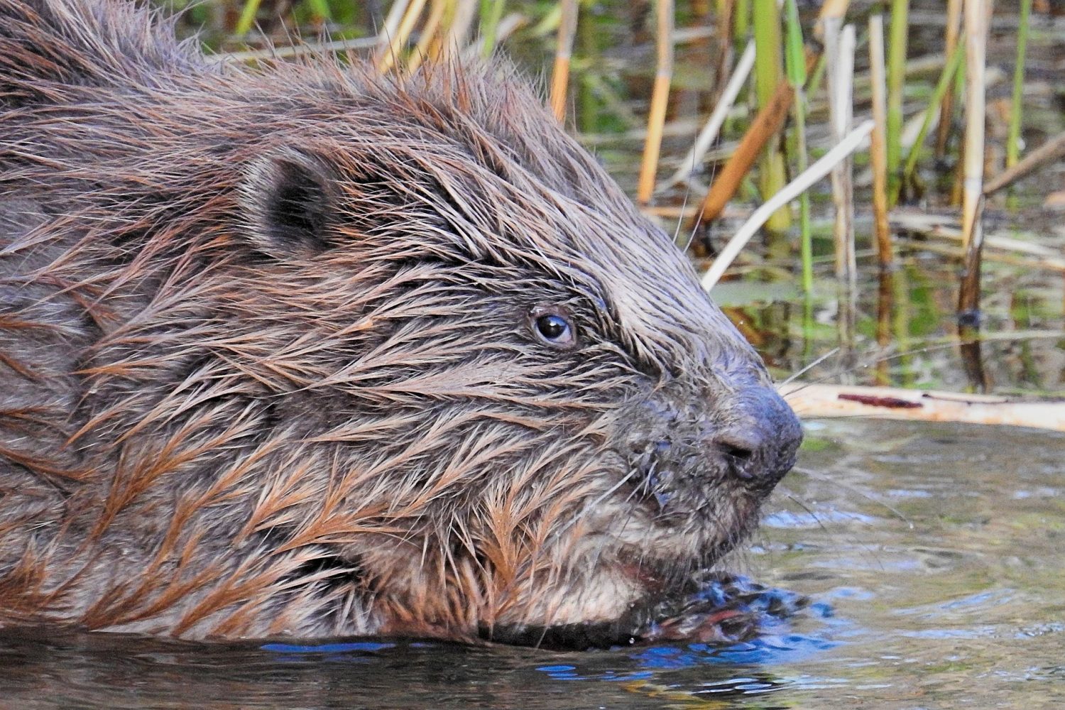 beaver-close-up