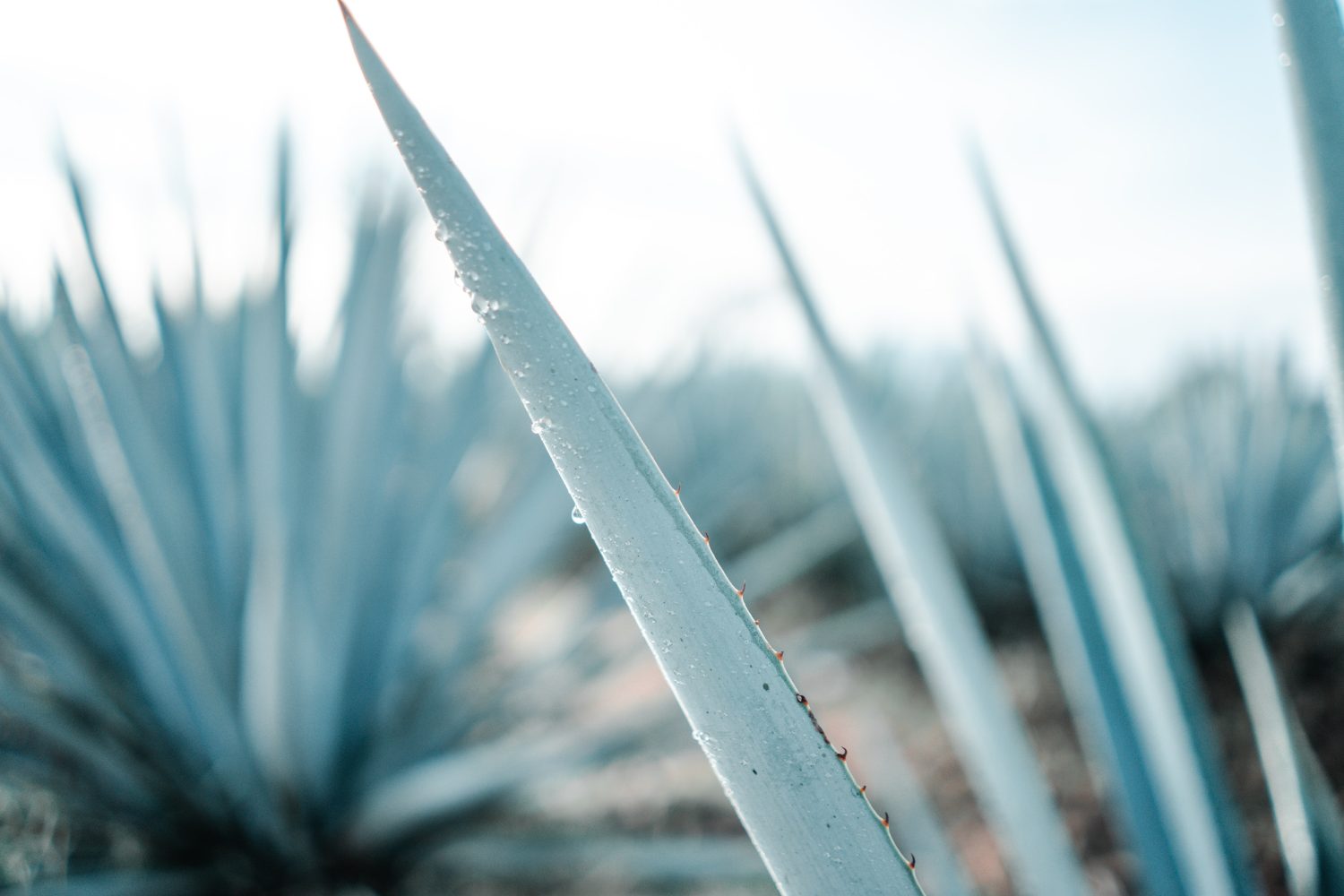 blue-agave-plant