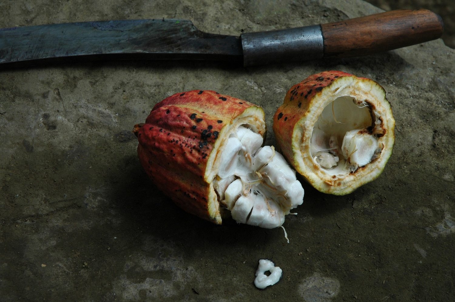 cocoa-fruit-cut-in-half-and-knife