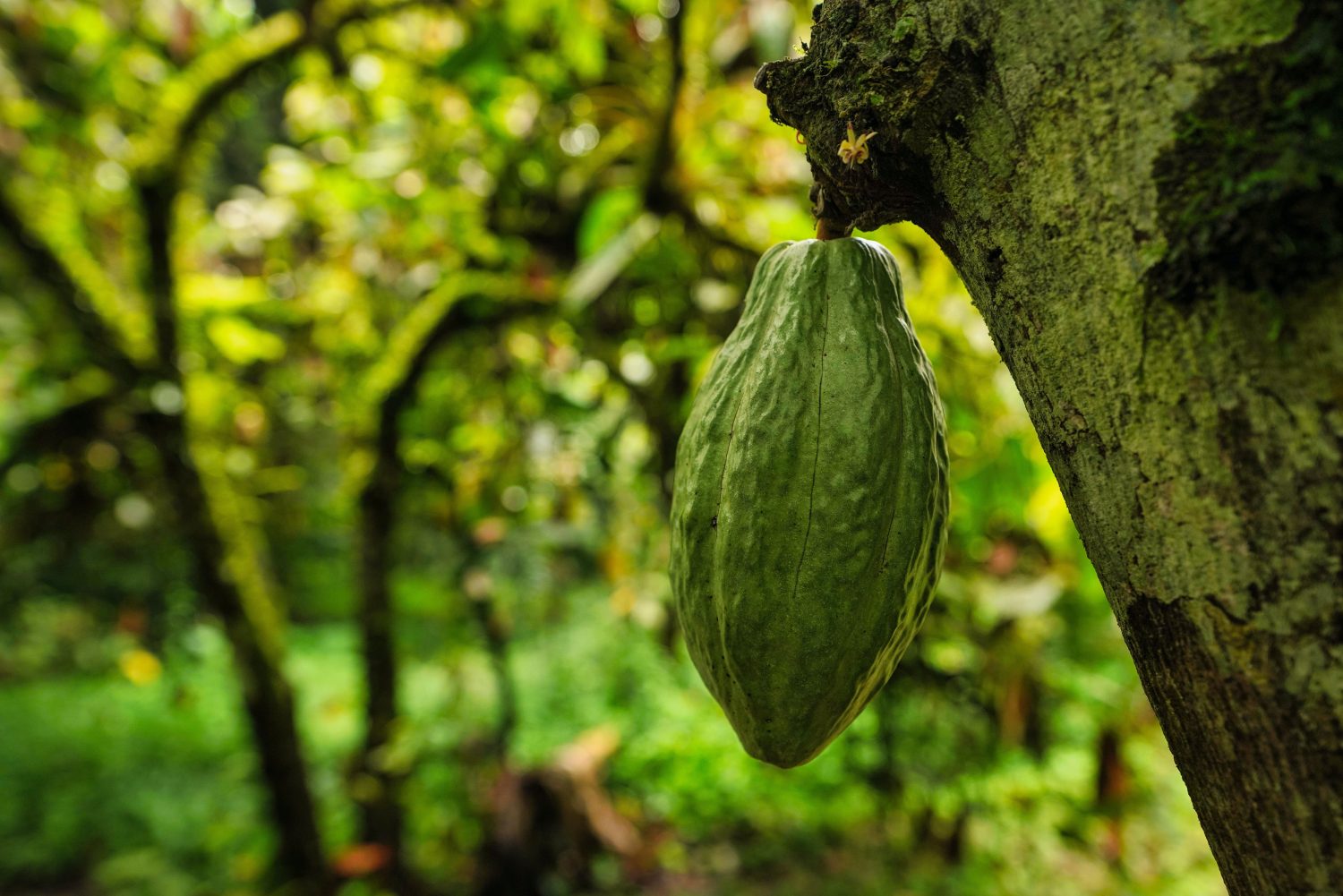cocoa-fruit-on-tree