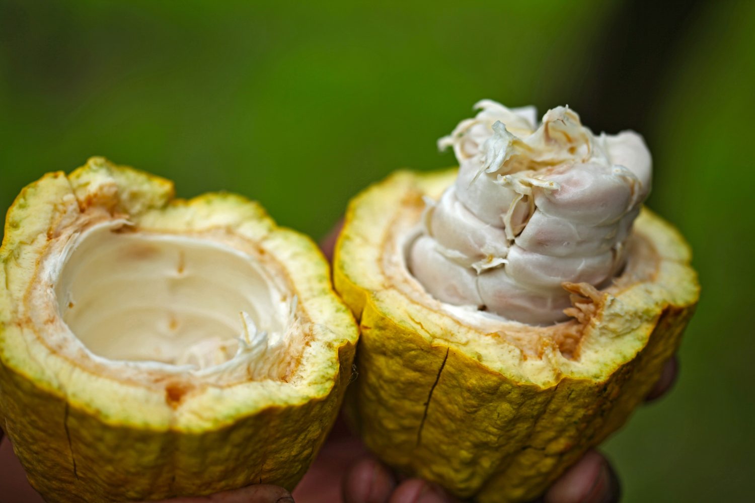 inside-of-cocoa-fruit