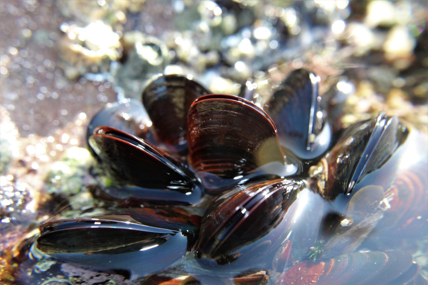 mussels-in-the-ocean