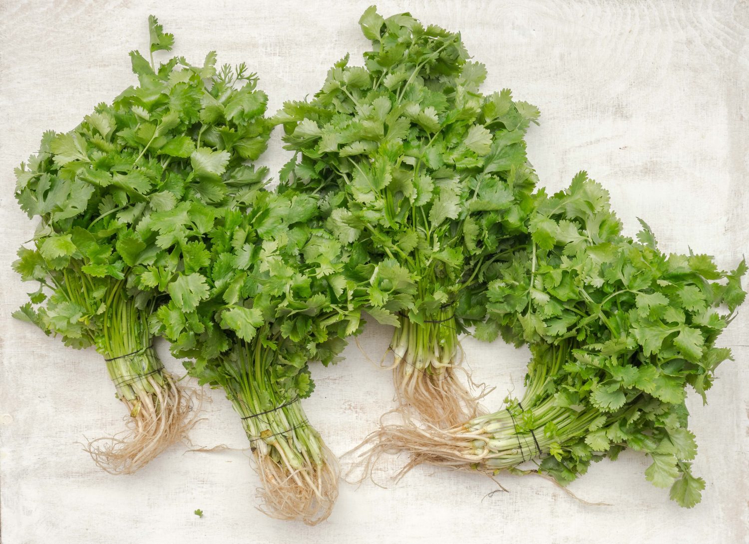 bunches-of-coriander