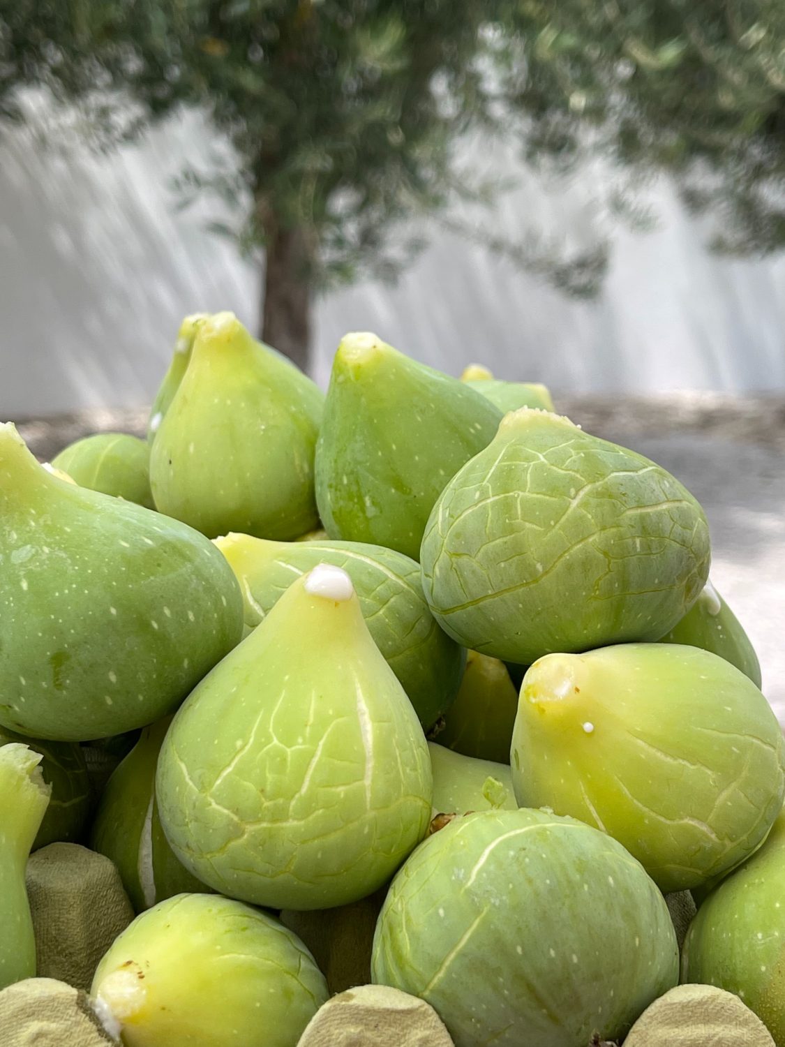 green-figs