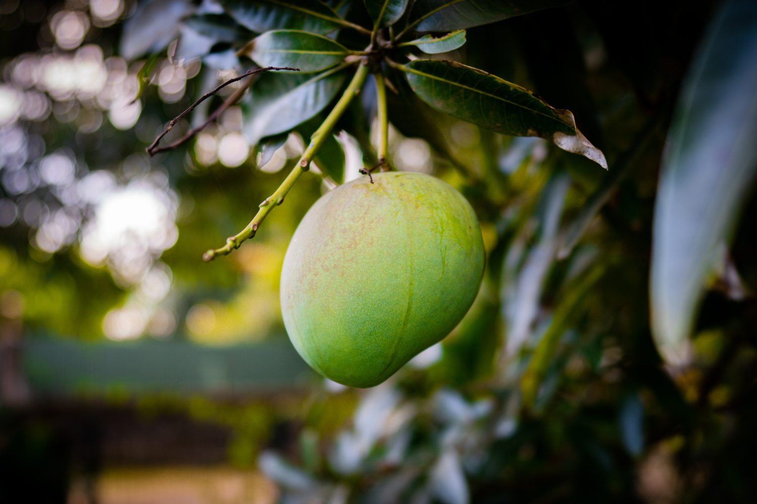 mango-on-tree